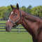 Quiet Creek Two Tone Padded Leather Halter - Black